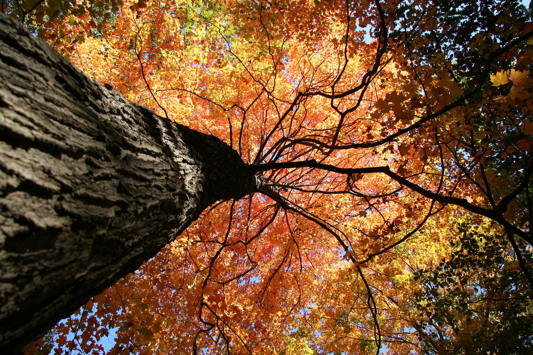Fall Colors in the Forest